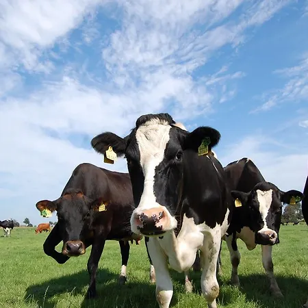 Alte Pastorei Minsen דירה *